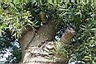酒瓶樹-莖04.jpg