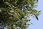 酒瓶樹-葉07.jpg