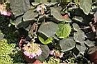 非洲芙蓉-花00.JPG