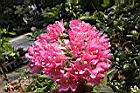 非洲芙蓉-花11.JPG