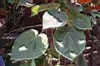 非洲芙蓉-葉04.JPG
