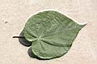 非洲芙蓉-葉正00.JPG