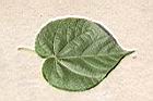 非洲芙蓉-葉正01.JPG