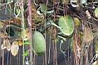 非洲茉莉-實5.jpg