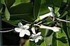 非洲茉莉-花1.jpg