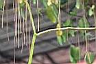 非洲茉莉-莖0.jpg