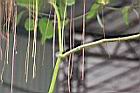 非洲茉莉-莖3.jpg