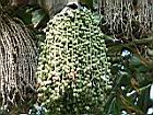叢立孔雀椰子-實5.jpg
