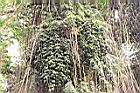 砂糖椰子-果序05.jpg