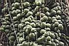 砂糖椰子-青實02.jpg