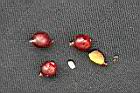 細射葉椰子-紅實1.jpg