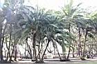 非洲海棗09.jpg