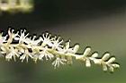 龍鱗櫚-花序14.jpg