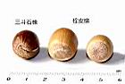 三斗石櫟-實42.JPG