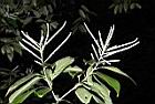 子彈石櫟-雄花04.JPG