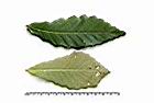 思茅櫧櫟-葉30.JPG
