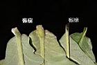 槲樹-葉柄01.JPG