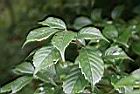 油葉柯-葉06.jpg