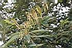 灰背櫟-花序02.JPG