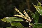 狹葉櫟-雄花06.JPG