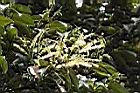 白校欑-花序03.JPG