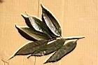 細刺苦櫧-葉02.JPG
