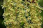錐果櫟-雄花01.JPG