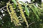 錐果櫟-雄花序21.JPG
