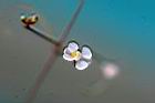 倒地鈴-花.jpg