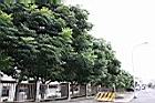 台灣欒樹-夏13.jpg