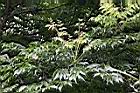 台灣欒樹-春1.jpg