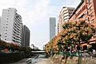台灣欒樹-秋景.jpg