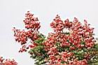 台灣欒樹-紅實01.JPG
