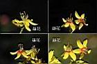 台灣欒樹-花合.jpg
