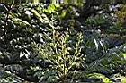台灣欒樹-花苞02.JPG