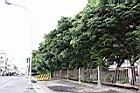 台灣欒樹11.jpg