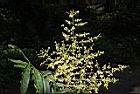 無患子-花序22.JPG