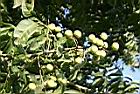 無患子-青實07.jpg