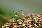 番龍眼-花7.jpg