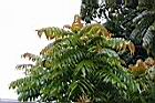 番龍眼-葉3.jpg