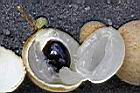 福圓-假種皮05.jpg