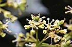 荔枝-花10.jpg