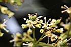 荔枝-花11.jpg