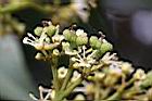 荔枝-花20.jpg