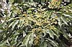 荔枝-花21.jpg