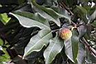 荔枝-葉04.jpg