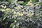 荔枝-葉06.jpg