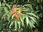 荔枝葉03.JPG