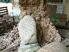 龍眼-樹皮1.JPG