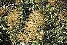 龍眼-花26.jpg